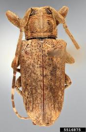  Sternycha ecuatoriana , holotype specimen; © E.H. Nearns